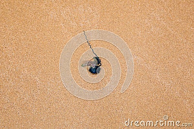 Bluebottle Jellyfish, Portuguese man oâ€™ war Stock Photo